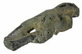 Fossil Mud Lobster (Thalassina) - Australia #109293-1